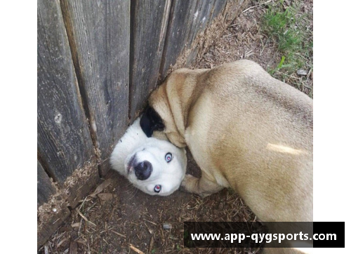 奇异果体育神秘犬种能轻松战胜比特犬，却被外国人当宠物，网友直呼瑟瑟发抖